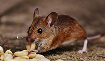 24 Hour & Emergency Exterminators in Claridge, PA